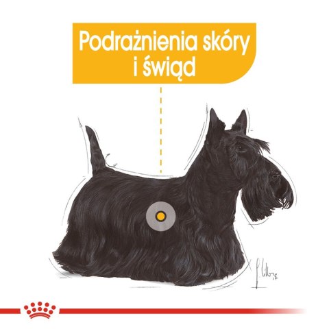 ROYAL CANIN Mini Dermacomfort - karma dla psów dorosłych ras małych - 3kg