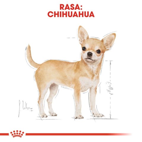 ROYAL CANIN BHN Chihuahua Adult - mokra karma dla psa dorosłego - 12x85g